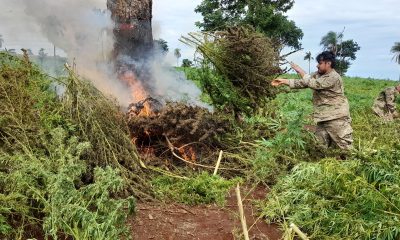 Destrucción de plantaciones de marihuana. Foto: Senad