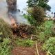 Destrucción de plantaciones de marihuana. Foto: Senad