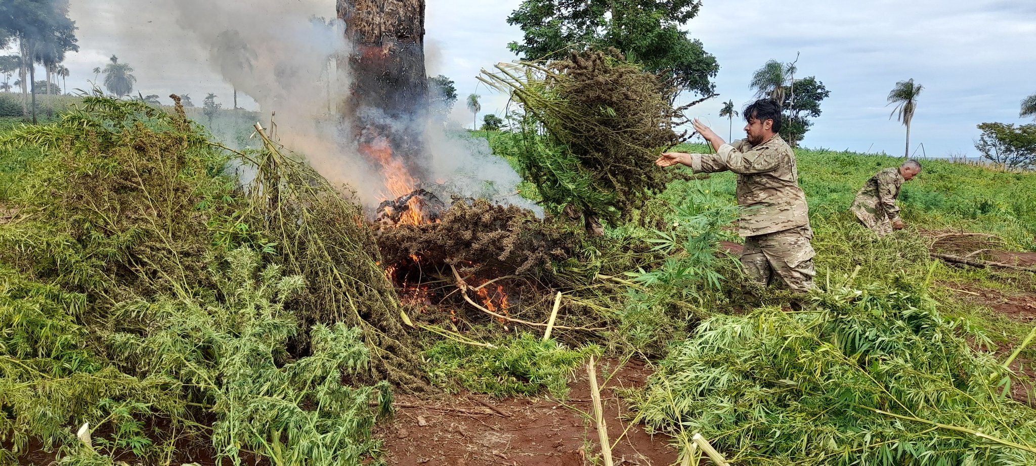 Destrucción de plantaciones de marihuana. Foto: Senad