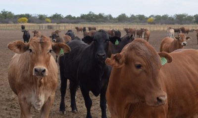 Caso de vaca loca en Brasil. Foto: Valor Agro