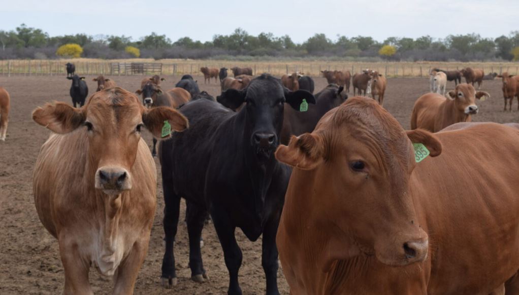 Caso de vaca loca en Brasil. Foto: Valor Agro