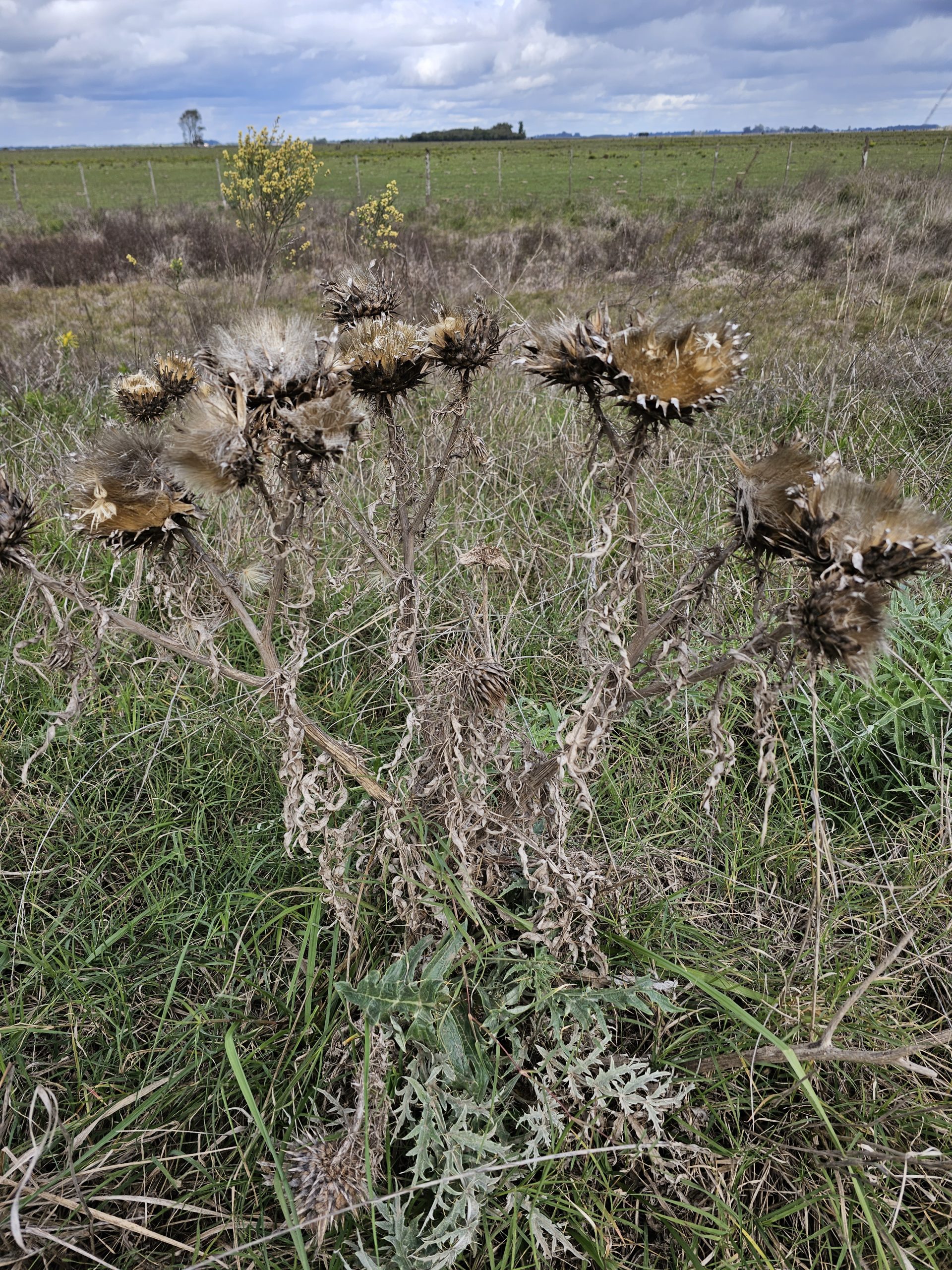 Cardo bonaerense con ramas y flores secas pero hojas verdes en su base Foto: Alberto Yanosky.