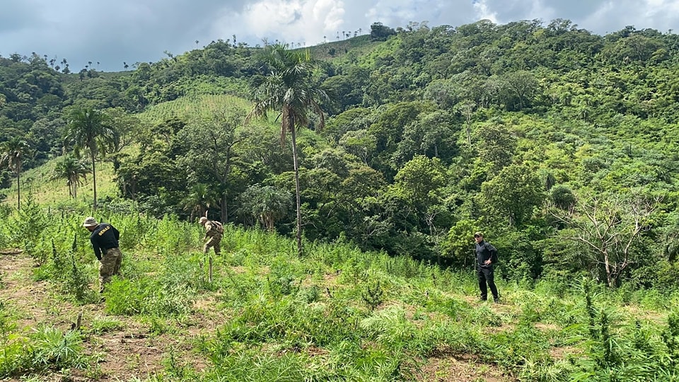 Destrucción de cultivos de marihuana. Foto: Ministerio Público.