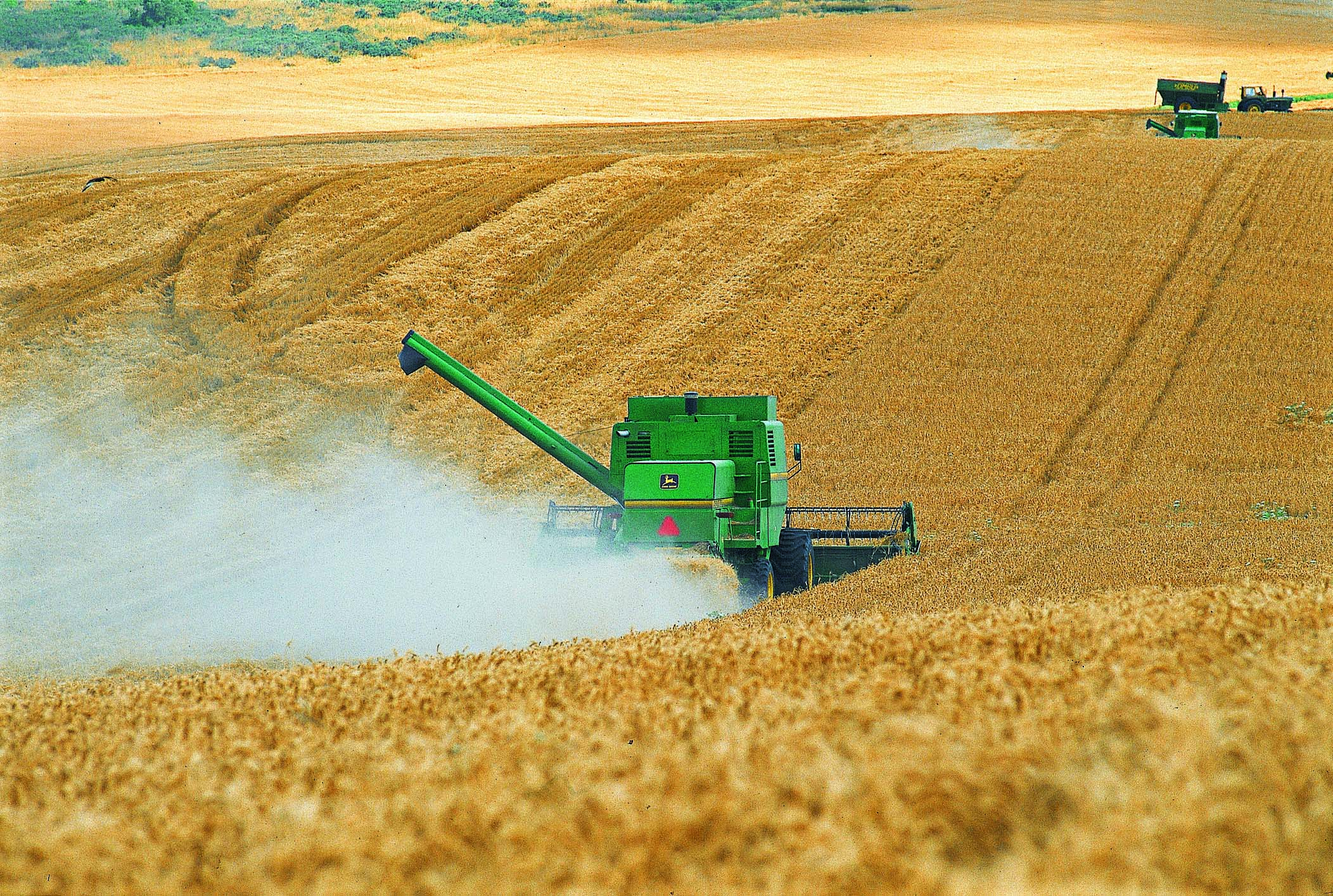 Plantación de soja. Foto: Gentileza.