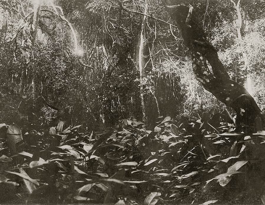 Auguste François. Un rincón de selva virgen, Paraguay, 1894.