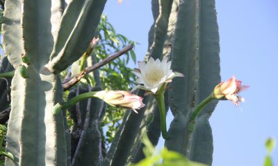 Cereus, uno de los cactus columnares más llamativos por sus "costillas", por sus espinas y por sus delicadas flores. Foto: Lidia Pérez de Molas