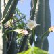 Cereus, uno de los cactus columnares más llamativos por sus "costillas", por sus espinas y por sus delicadas flores. Foto: Lidia Pérez de Molas