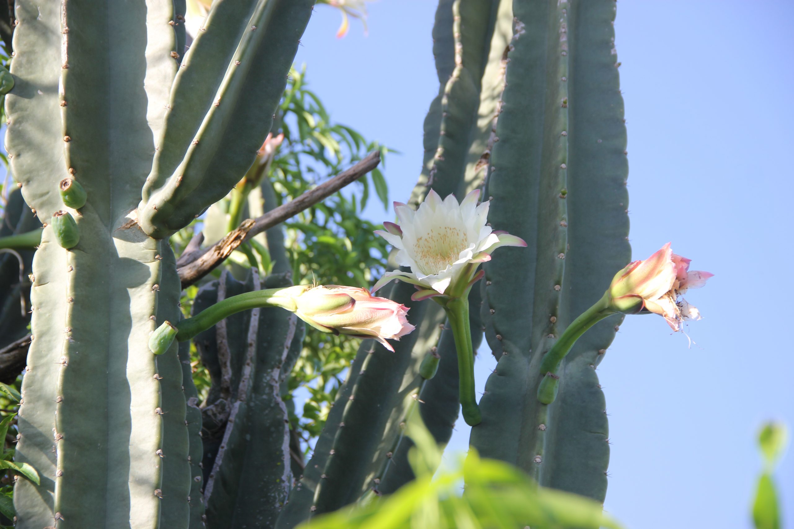 Cereus, uno de los cactus columnares más llamativos por sus "costillas", por sus espinas y por sus delicadas flores. Foto: Lidia Pérez de Molas