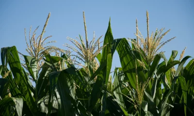 Cultivo de maíz. Foto: Gentileza.