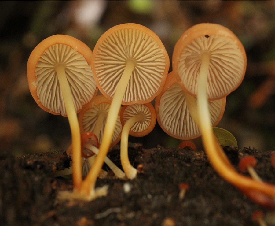 Michelle Campi. "Marasmius e/egans". Reserva Natural del Bosque Mbaracayú. Cortesía