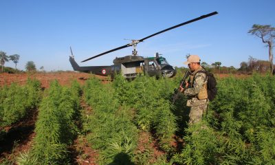 Duro golpe al narcotráfico en Amambay. Foto: Senad