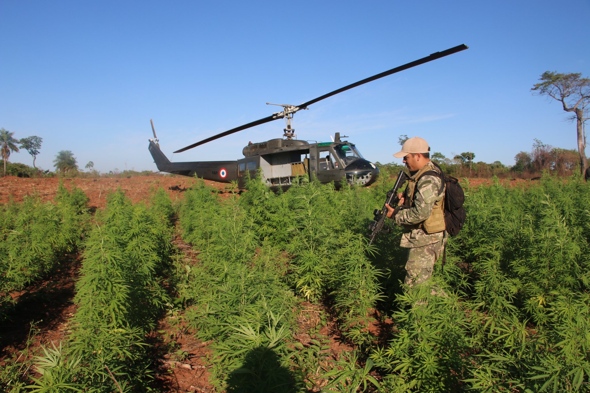 Duro golpe al narcotráfico en Amambay. Foto: Senad