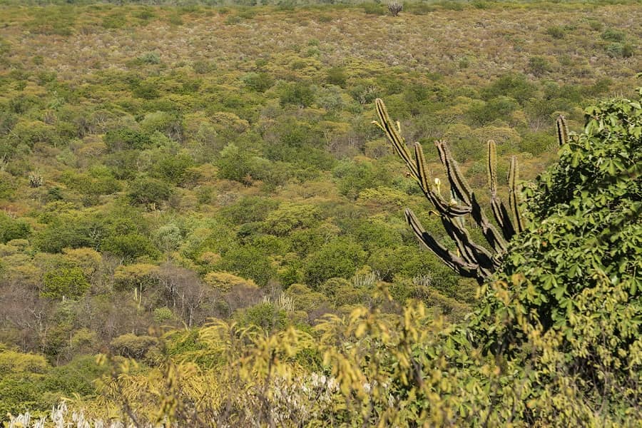 Fernando Allen, Parque Defensores del Chaco. Cortesía