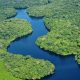 Selva amazónica. Foto: El Observador de Uruguay