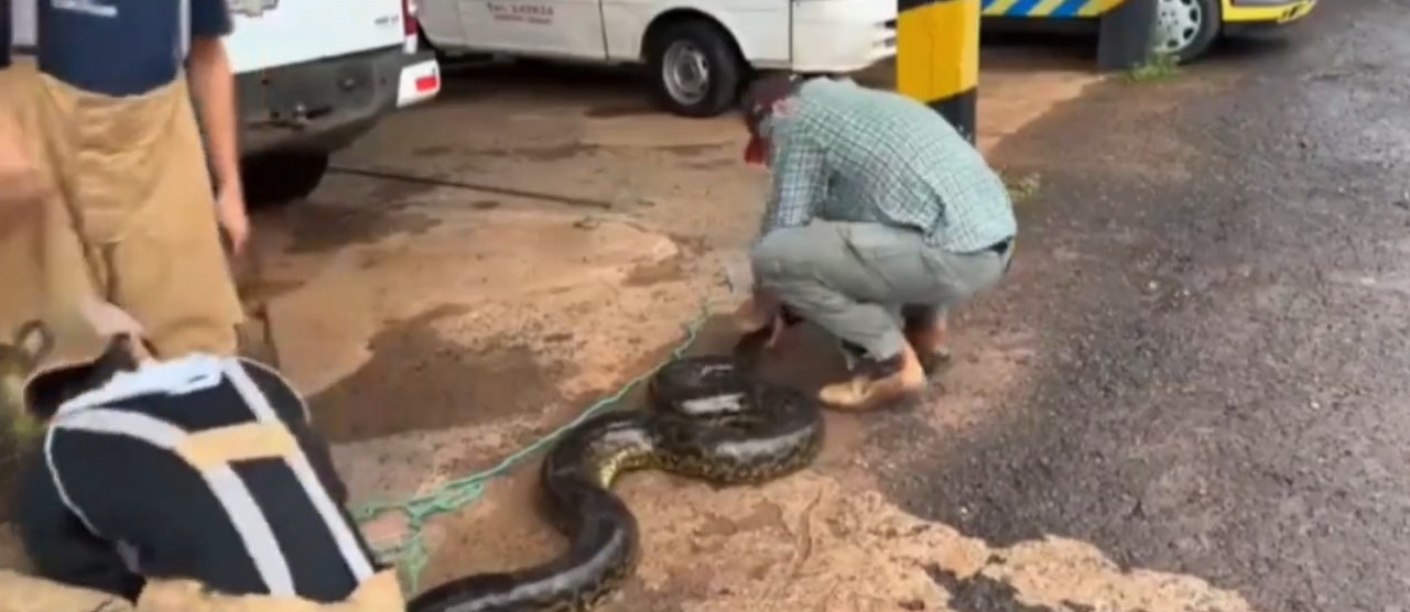 El enorme ejemplar será devuelto a su hábitat. Foto: Captura.