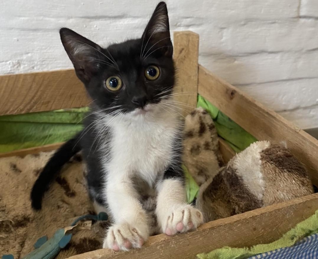 Gatito rescatado. Foto: Dame una Pata Paraguay