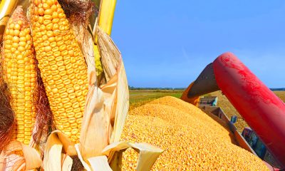 Granos de maíz. Imagen de referencia.