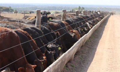 El Índice del Novillo Mercosur subió a US$ 3,74 el kilo carcasa. Foto: ValorAgro