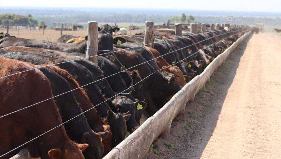 El Índice del Novillo Mercosur subió a US$ 3,74 el kilo carcasa. Foto: ValorAgro