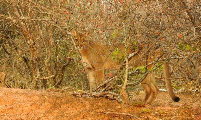 Puma. Foto: Carlos Ortega