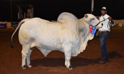 Rancho Rosalba de José Salomón Pérez y Charles Smith, grandes campeones de la Expo Canindeyú. Foto: Gentileza.