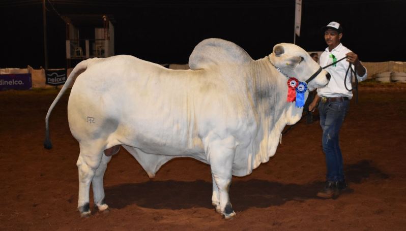 Rancho Rosalba de José Salomón Pérez y Charles Smith, grandes campeones de la Expo Canindeyú. Foto: Gentileza.