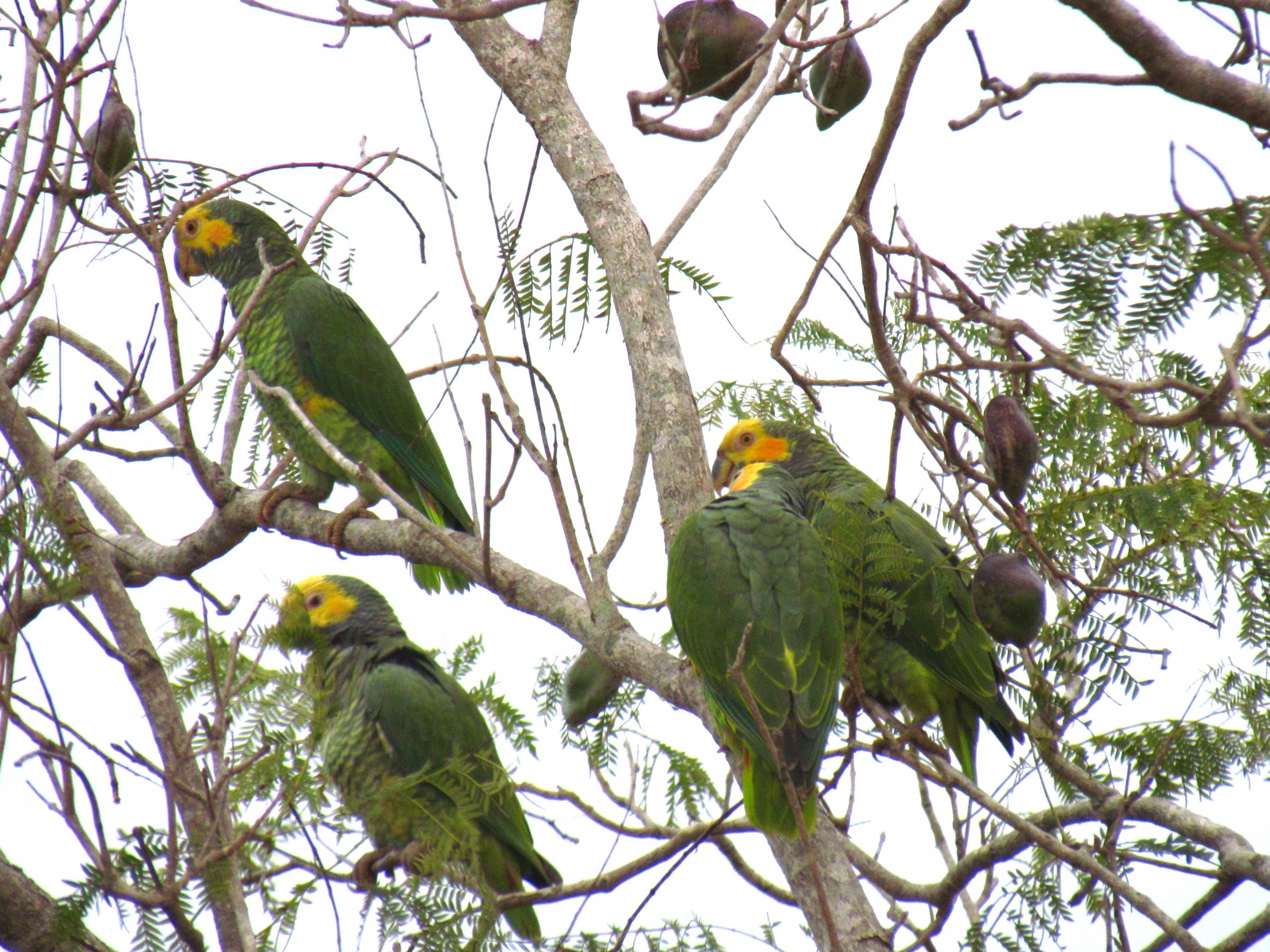 Una bandada de loros cara amarilla alimentándose de los frutos de un árbol de Jacarandá. Foto: Rebeca Irala.