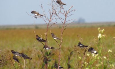 Hirundo rustica_Tachycineta leucorrhoa_Progne tapera. Foto: Rebeca Irala