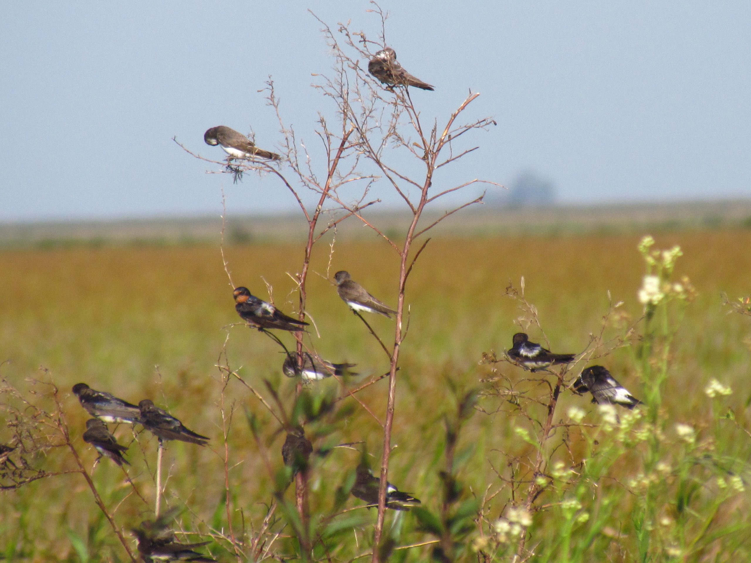 Hirundo rustica_Tachycineta leucorrhoa_Progne tapera. Foto: Rebeca Irala