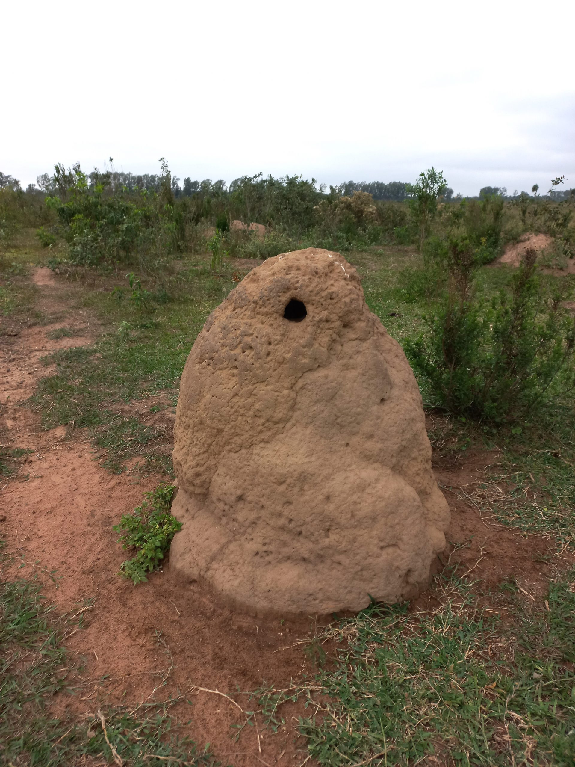 Nido del loro cara amarilla, por lo cual se lo conoce localmente como;Loro tacurú;, ya que utiliza termiteros que se encuentran en Campos Cerrados para anidar. Foto: Rebeca Irala.