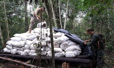 Comitiva fiscal detectó campamentos y destruyó más de 21 toneladas de marihuana. Foto: Ministerio Público.