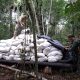 Comitiva fiscal detectó campamentos y destruyó más de 21 toneladas de marihuana. Foto: Ministerio Público.