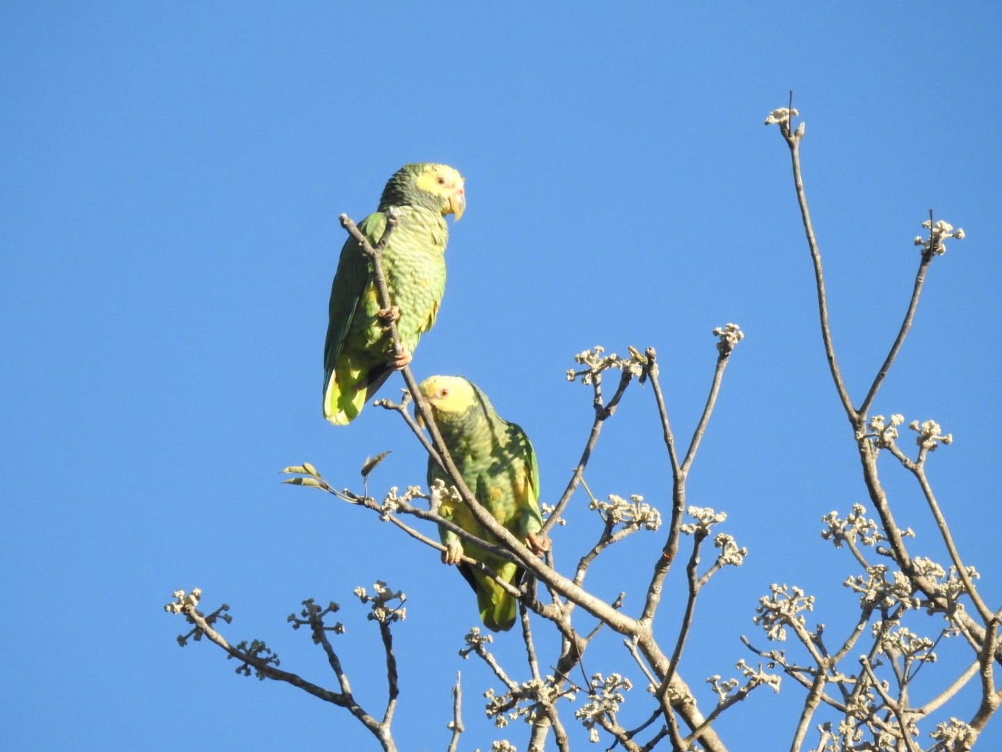 Una pareja de loro de cara amarilla posado en árbol. Foto: Carlos Ortega.