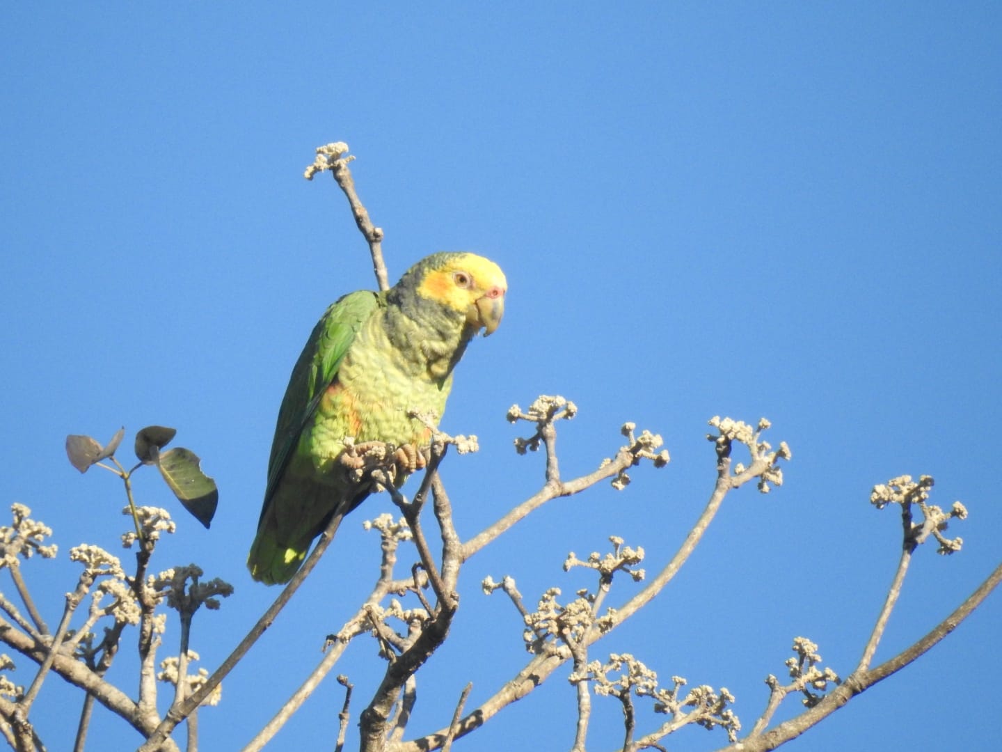 Un individuo posado en lo alto de un árbol. Foto: Carlos Ortega.