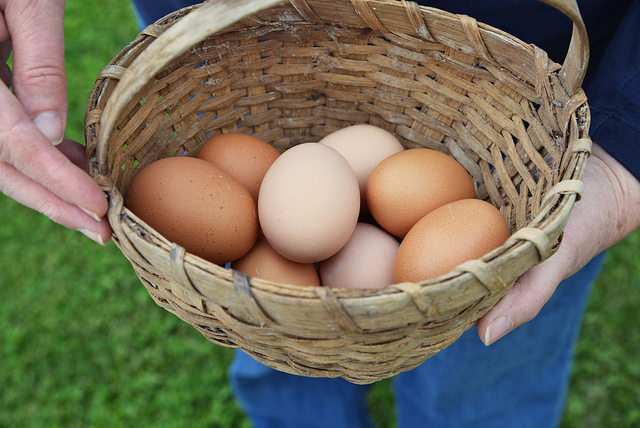 Producción de huevos. Foto: Gentileza.