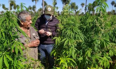 Actualmente en Paraguay están operando unas 13 industrias en el sector del cáñamo industrial, especialmente para uso medicinal, estético, y vestimenta. Foto: MIC.