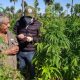 Actualmente en Paraguay están operando unas 13 industrias en el sector del cáñamo industrial, especialmente para uso medicinal, estético, y vestimenta. Foto: MIC.