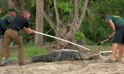 Caimán en Florida. Foto: CNN.