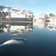 Ballena en aguas suecas. Foto: CNN..