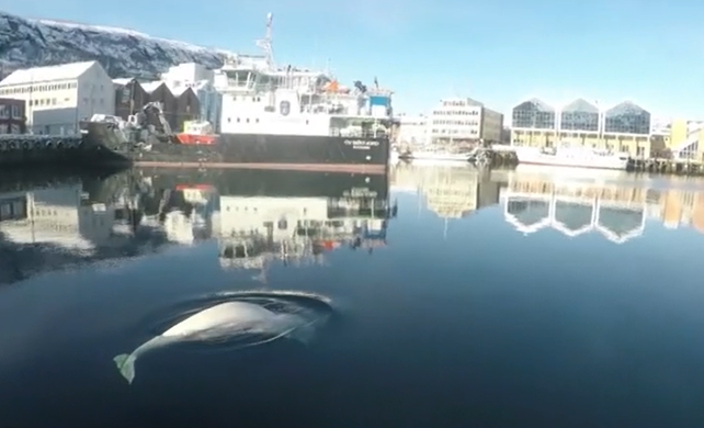 Ballena en aguas suecas. Foto: CNN..