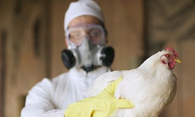 Gripe aviar. Imagen referencial.
