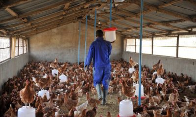 Los productores deben notificar cualquier sospecha de enfermedades en las aves para la atención inmediata de los funcionarios de Senacsa. Foto: FAO.