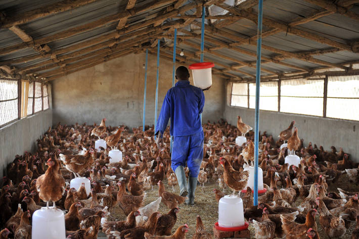 Los productores deben notificar cualquier sospecha de enfermedades en las aves para la atención inmediata de los funcionarios de Senacsa. Foto: FAO.