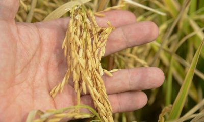 Producción de arroz. Foto de referencia.