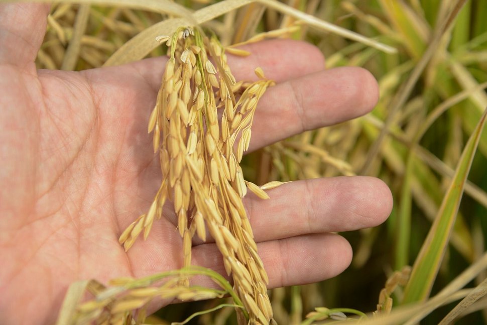 Producción de arroz. Foto de referencia.