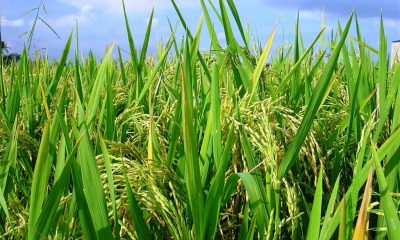 Producción de arroz. Gentileza.