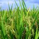 Producción de arroz. Gentileza.