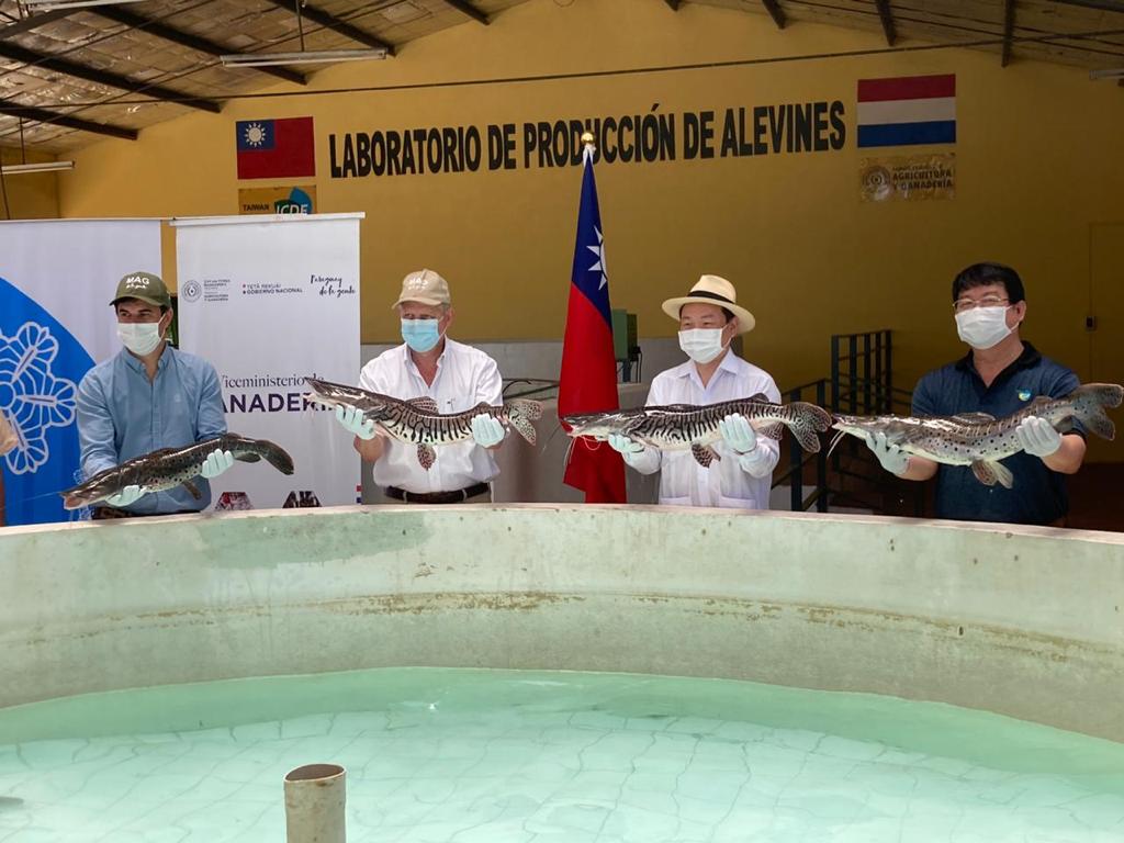 El gobierno paraguayo identificó en Taiwán a un aliado clave, ya que ellos son expertos mundiales en la piscicultura.. Foto: Archivo.