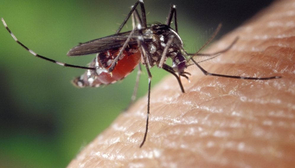 Mosquito vector. Imagen de referencia.