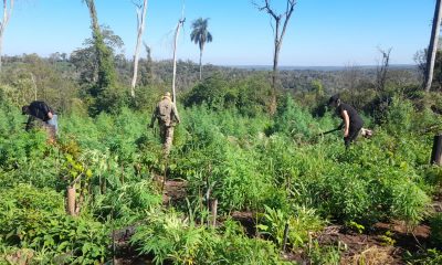 Cultivo de marihuana en zona de la Colonia Arroyo Claro, perteneciente a la Reserva San Rafael. Foto: Senad.